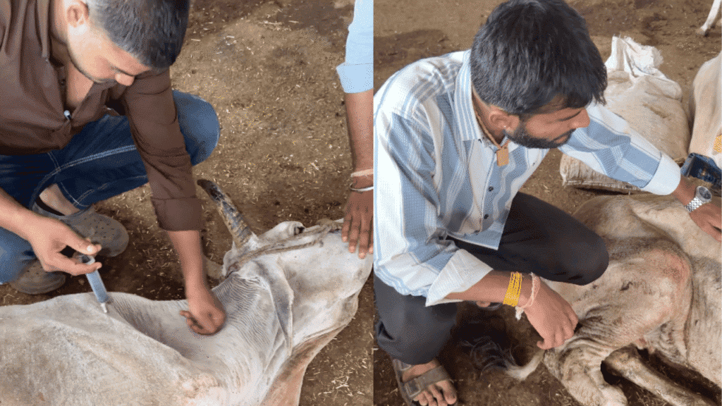 Saving Gau Mata: Our Rescue Mission Stories